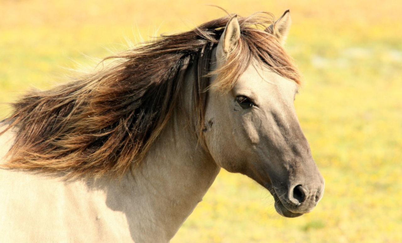 Increase your Purchasing Options When Buying a Horsebox