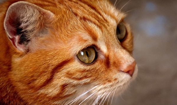 Kot, który słucha – jak uczyć zwierzaka dobrych nawyków?