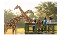 Navigating Busch Gardens: The Best Online Guide to Savings